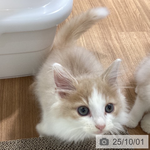 ノルウェージャンフォレストキャットの写真