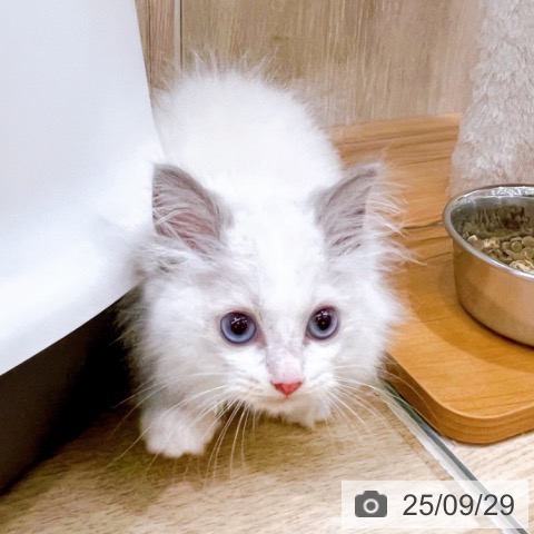 ラグドールの写真