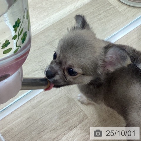 チワワの写真