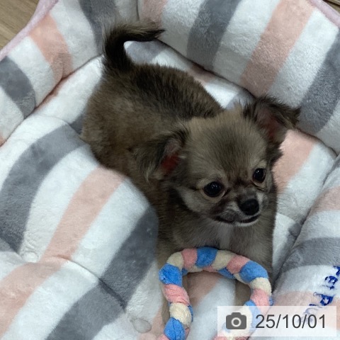 チワワの写真