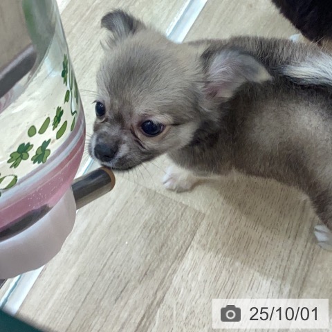 チワワの写真