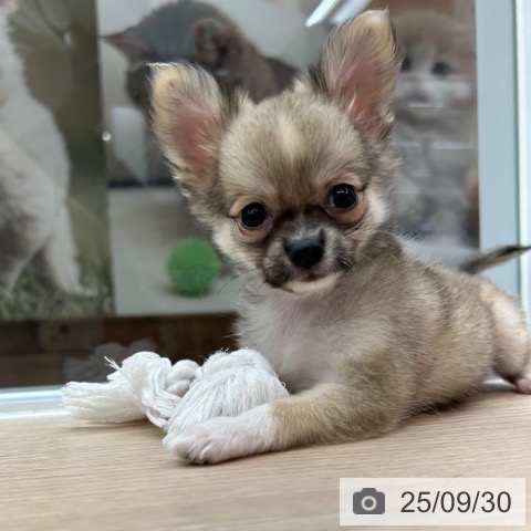 チワワの写真