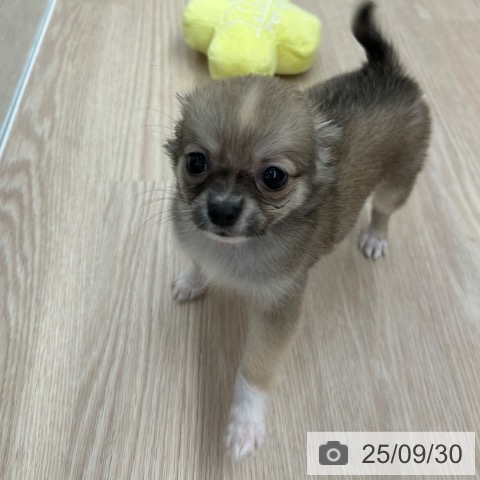 チワワの写真