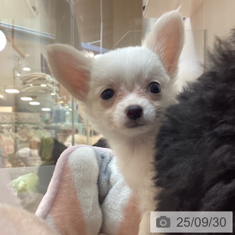 チワワの写真