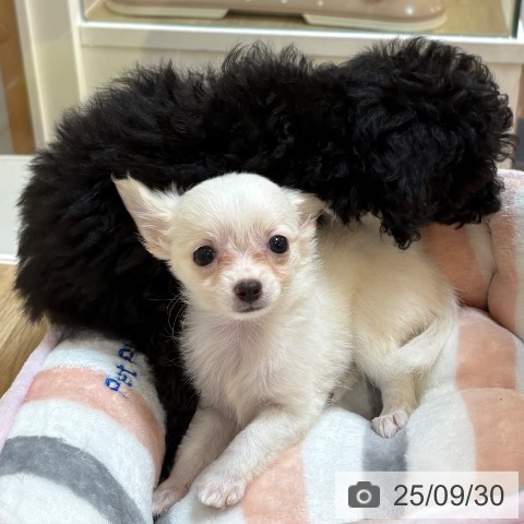 チワワの写真