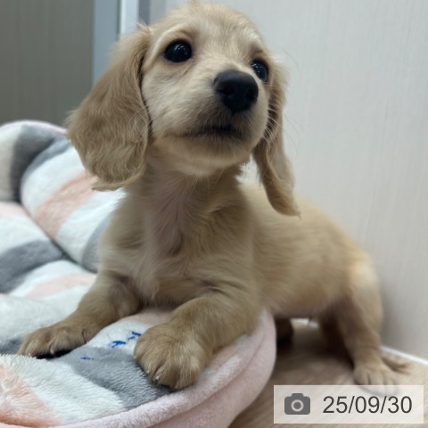 ミニチュア・ダックスフンドの写真