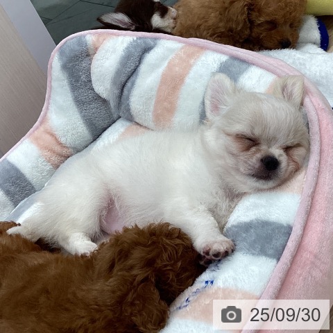 チワワの写真