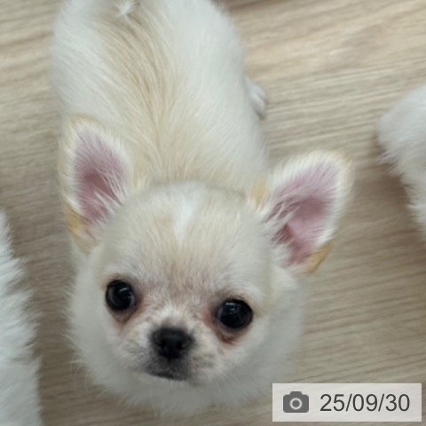 チワワの写真