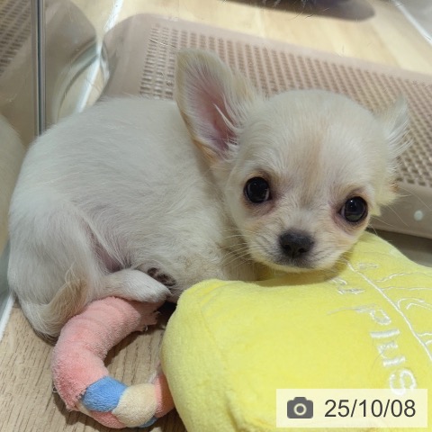 チワワの写真