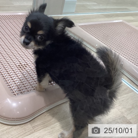 チワワの写真