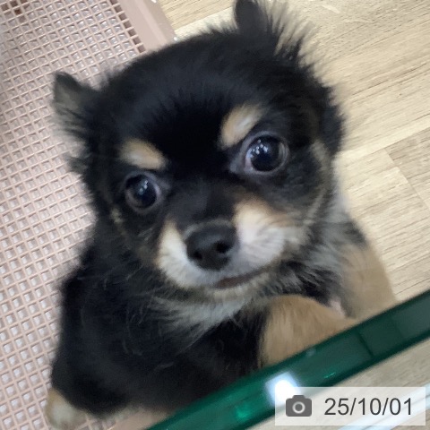 チワワの写真