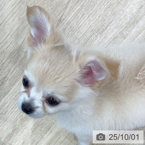 チワワの写真