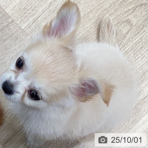 チワワの写真