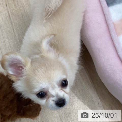 チワワの写真