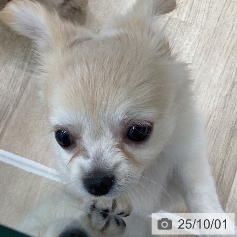 チワワの写真