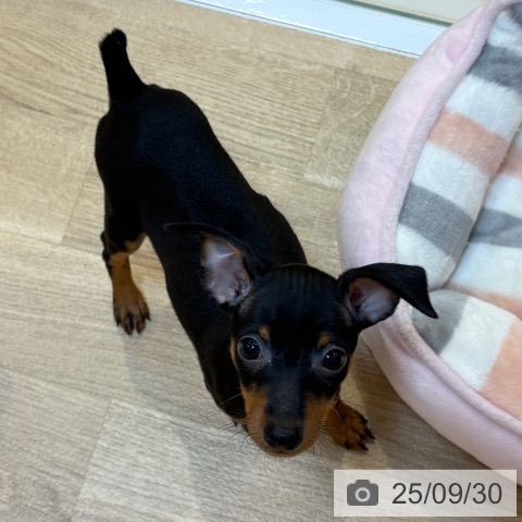 ミニチュア・ピンシャーの写真