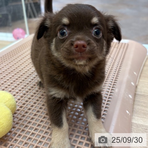 チワワの写真