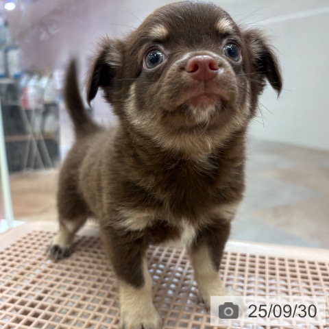 チワワの写真