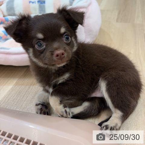 チワワの写真