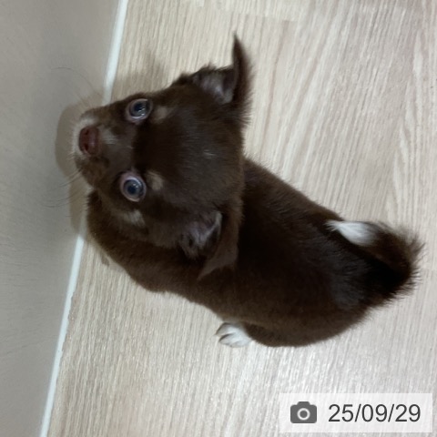 チワワの写真