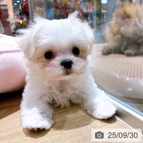 マルチーズの写真