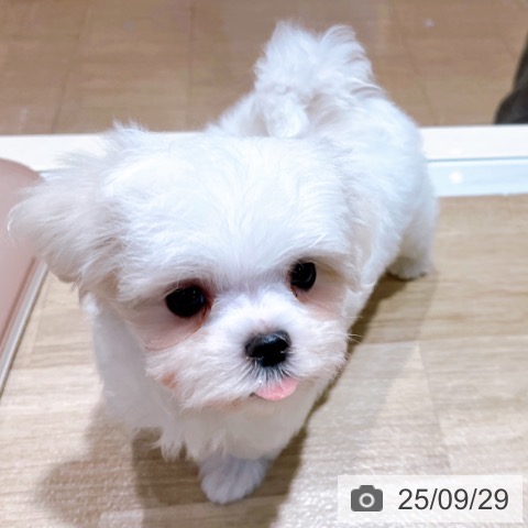 マルチーズの写真