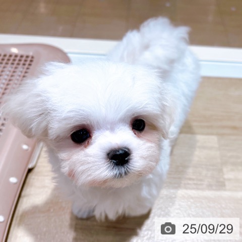 マルチーズの写真