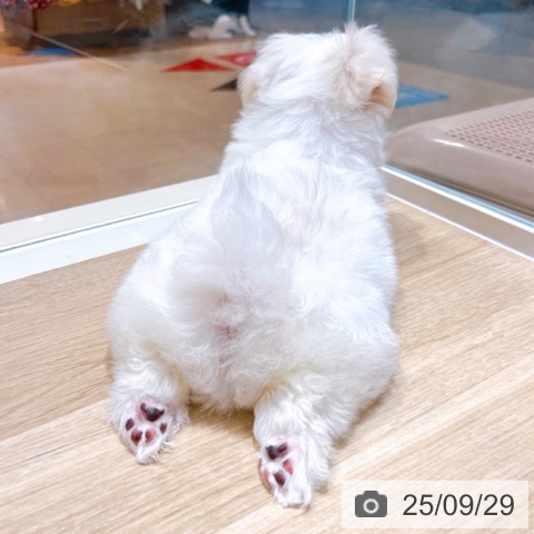 マルチーズの写真
