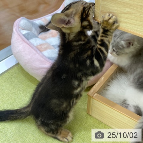 ベンガルの写真