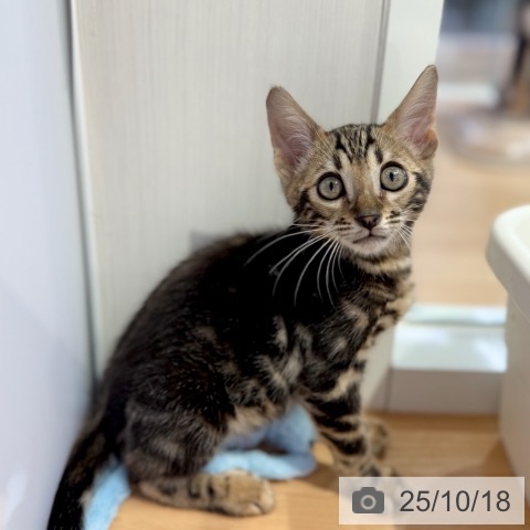 ベンガルの写真