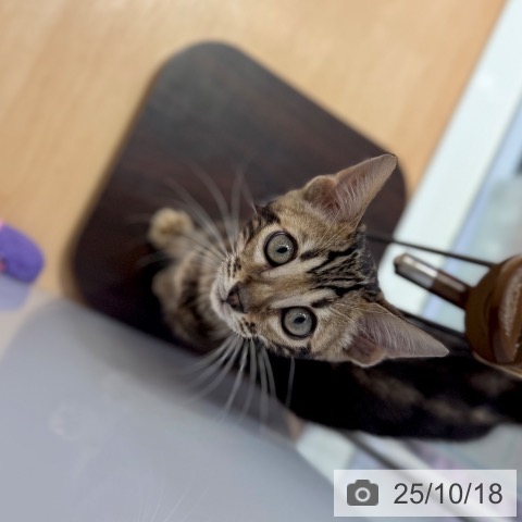 ベンガルの写真