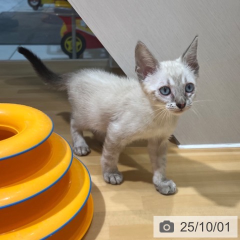 ベンガルの写真