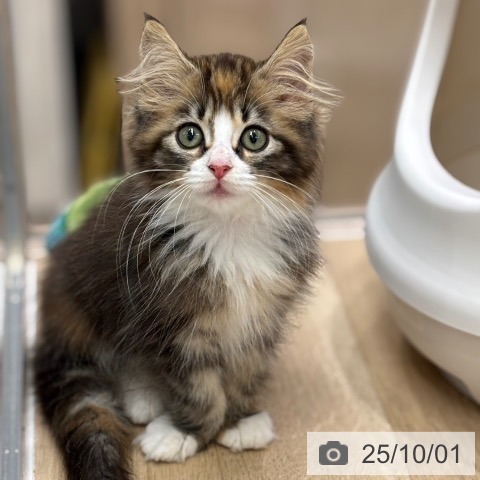 ノルウェージャンフォレストキャットの写真