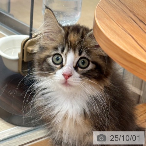 ノルウェージャンフォレストキャットの写真