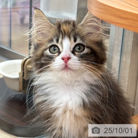ノルウェージャンフォレストキャットの写真