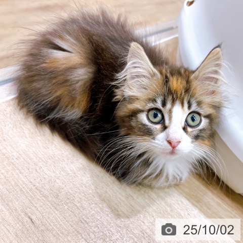 ノルウェージャンフォレストキャットの写真