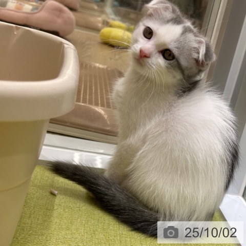 スコティッシュフォールドの写真