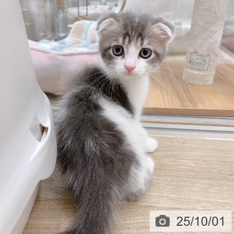 スコティッシュフォールドの写真
