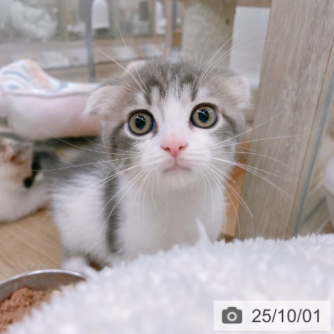 スコティッシュフォールドの写真