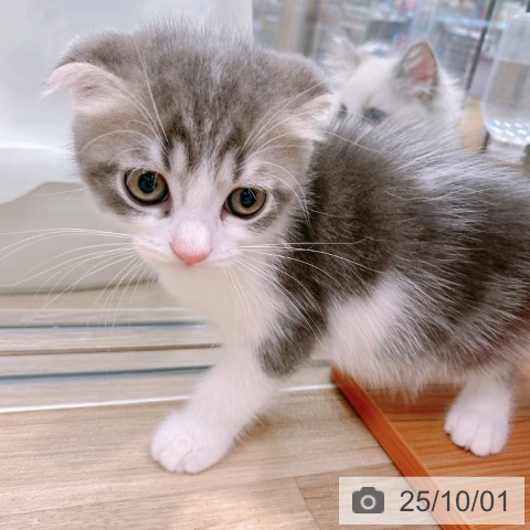 スコティッシュフォールドの写真