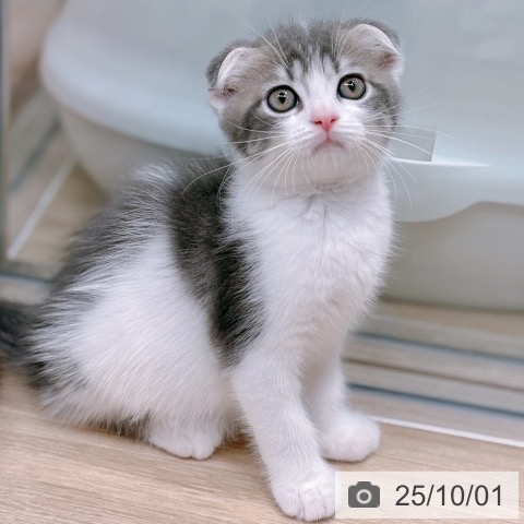 スコティッシュフォールドの写真
