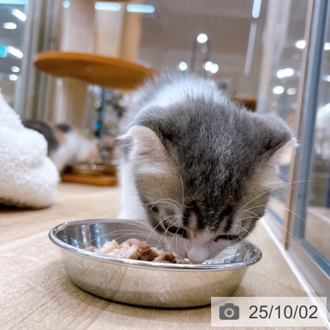スコティッシュフォールドの写真