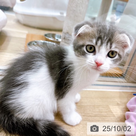 スコティッシュフォールドの写真