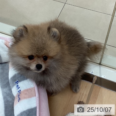 ポメラニアンの写真