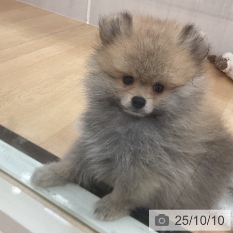 ポメラニアンの写真