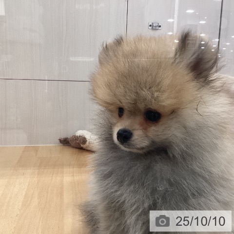 ポメラニアンの写真