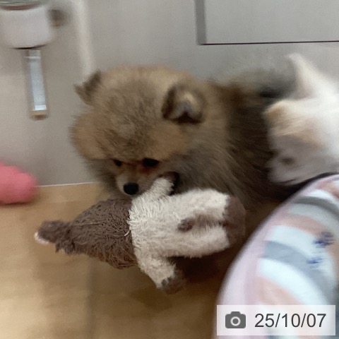 ポメラニアンの写真