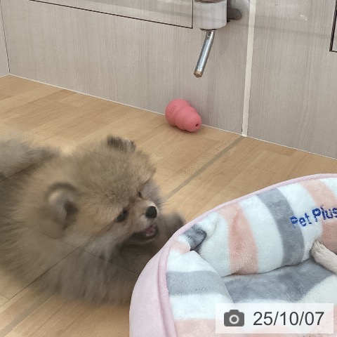 ポメラニアンの写真