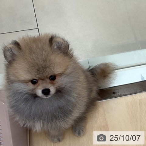 ポメラニアンの写真