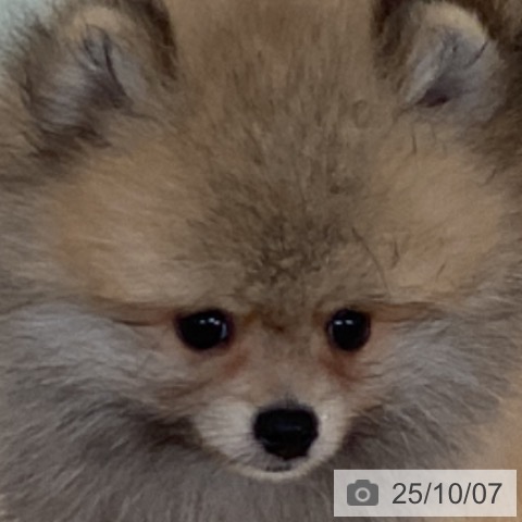 ポメラニアンの写真